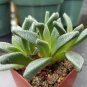 Drimiopsis maculata rare dots drimia exotic scilla succulent bulb plant 2" pot