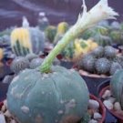 Matucana Madissoniorun WHITE cacti rare cactus 10 SEEDS