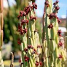 RARE EUPHORBIA ATTASTOMAS exotic cactus plant cacti bonsai succulent 2" pot RARE EUPHORBIA ATTASTOMAS exotic cactus plant cacti bonsai succulent 2" pot