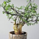 Guggul TREE Commiphora wightii fragrant resin bonsai rare myrrh seed 5 seeds Guggul TREE Commiphora wightii fragrant resin bonsai rare myrrh seed 5 seeds