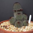RARE MAMMILLARIA SHELDONII flower cacti pincushion globular cactus seed 15 SEEDS