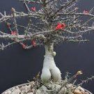 Euphorbia PEDILANTHOIDES @ exotic madagascar succulent rare bonsai seed 5 seeds