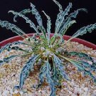 Euphorbia hadramautica, exotic rare madagascar bonsai cacti caudex seed 5 seeds Euphorbia hadramautica, exotic rare madagascar bonsai cacti caudex seed 5 seeds