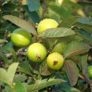 GUAVA FRUIT MIX exotic tropical guayaba rare plant Psidium guajava seed 50 SEEDS GUAVA FRUIT MIX exotic tropical guayaba rare plant Psidium guajava seed 50 SEEDS