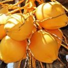 Cocos Nucifera COCONUT (YELLOW) exotic plant palm tree ready to pot ,1 live SEED
