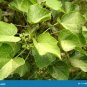 Organic Jatropha Curcas LEAF Physic Nut barbados plant bush biodisel 15 LEAVES