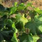 Organic Jatropha Curcas LEAF Physic Nut barbados plant bush biodisel 15 LEAVES