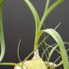 Pregnant Onion ornithogalum caudatum rare succulent bulb False Sea seed 15 seeds