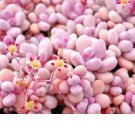 Graptopetalum Amethystinum succulent rare mesembs flowering plant 100 SEEDS