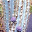 PILOSOCEREUS AZULENSIS blue color columnar rare cacti cactus plant seed 20 SEEDS PILOSOCEREUS AZULENSIS blue color columnar rare cacti cactus plant seed 20 SEEDS