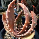 RARE ALOE ACULEATA V. CROUSIANA exotic succulent agave hardy plant seed 10 SEEDS RARE ALOE ACULEATA V. CROUSIANA exotic succulent agave hardy plant seed 10 SEEDS