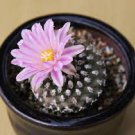 Pediocactus knowltonii exotic rare globular cactus succulent cacti seed 10 SEEDS Pediocactus knowltonii exotic rare globular cactus succulent cacti seed 10 SEEDS