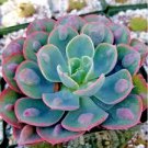 Echeveria "RAIN DROPS" rare succulent hen and chicks exotic plant seed 50 SEEDS
