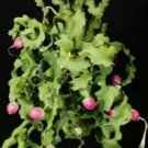Epiphyllum guatemalense monstrose "CURLY LOCKS" cacti cactus plant seed 20 SEEDS