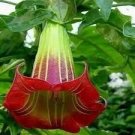 BRUGMANSIA SANGUINEA red angel's trumpet flower flowering tree seed 10 seeds BRUGMANSIA SANGUINEA red angel's trumpet flower flowering tree seed 10 seeds