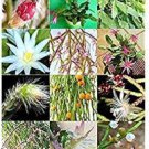 RHIPSALIS MIX rare night blooming plant exotic cactus flower succulents 20 seeds