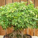 RARE Schefflera arboricola flowering Dwarf UmbrellaTree exotic bonsai 25 seeds RARE Schefflera arboricola flowering Dwarf UmbrellaTree exotic bonsai 25 seeds
