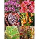 KALANCHOE variety mix @@ rare plant exotic succulent seed flowering pot 50 seeds