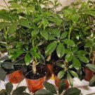 RARE Schefflera arboricola flowering Dwarf UmbrellaTree exotic bonsai 25 seeds RARE Schefflera arboricola flowering Dwarf UmbrellaTree exotic bonsai 25 seeds