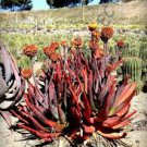 EUPHORBIA CROIZATII @j@ exotic rare succulent cactus cacti plant seed -5 SEEDS EUPHORBIA CROIZATII @j@ exotic rare succulent cactus cacti plant seed -5 SEEDS