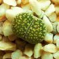 Lithops Salicola maculate form, exotic living stones ice succulent seed 50 SEEDS