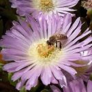 Disphyma australe, exotic mesembs rare succulent flowering cactus seed 50 SEEDS