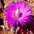 Gibbaeum Heathii Elevata, succulent rare ice living rocks mesembs seed 20 SEEDS