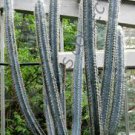 RARE PILOSOCEREUS FULVILANATUS @j@ exotic succulent cacti cactus seed 20 SEEDS RARE PILOSOCEREUS FULVILANATUS @j@ exotic succulent cacti cactus seed 20 SEEDS