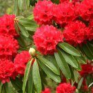 EXOTIC RHODODENDRON ARBOREUM exotic Medicinal herb tree flowering seed 10 SEEDS EXOTIC RHODODENDRON ARBOREUM exotic Medicinal herb tree flowering seed 10 SEEDS