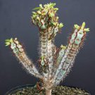 Euphorbia IHARANAE exotic color madagascar rare bonsai blue cacti seed 10 seeds