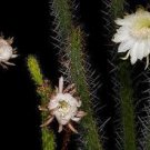 Harrisia aboriginum florida native night bloom cacti rare cactus seed 15 SEEDS