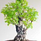 BONSAI-GINKGO BILOBA rare yellow flowering tree china exotic plant seed 12 seeds BONSAI-GINKGO BILOBA rare yellow flowering tree china exotic plant seed 12 seeds