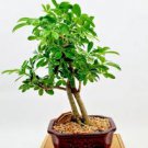 RARE Schefflera arboricola flowering Dwarf UmbrellaTree exotic bonsai 25 seeds RARE Schefflera arboricola flowering Dwarf UmbrellaTree exotic bonsai 25 seeds