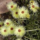 Cephalophyllum pillansii,flowering living stones mesembs cactus seed 50 SEEDS Cephalophyllum pillansii,flowering living stones mesembs cactus seed 50 SEEDS