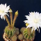Echinopsis calochlora @J@ rare cactus seed exotc succulent flower cacti 20 SEEDS