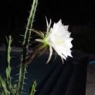 Harrsia pomanensis night blooming cacti florida exotic rare cactus seed 15 SEEDS