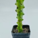 RARE Myrtillocactus geometrizans -fukurokuryuzinboku- (BOOBIE cactus) 20 SEEDS