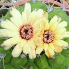 Gymnocalycium marquezii, rare cactus plant flowering succulent cacti - 15 seeds