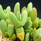 Antimima Turneriana, exotic ice plant rare ruschia cactus mesembs seed 50 SEEDS Antimima Turneriana, exotic ice plant rare ruschia cactus mesembs seed 50 SEEDS