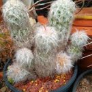 Oreocereus trollii rare cacti trolli old man andes outdoor cactus seed 100 SEEDS Oreocereus trollii rare cacti trolli old man andes outdoor cactus seed 100 SEEDS