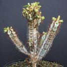 Euphorbia IHARANAE @ exotic color madagascar rare bonsai blue cacti seed 5 seeds