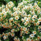 Pereskia aculeata, EXOTIC Barbados gooseberry rose cactus cacti 10 SEEDS