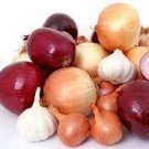 ONION MIX vegetable mixed rare herb plant heirloom ORGANIC garden seed 150 SEEDS