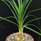 PONYTAIL PALM beaucarnea recurvata rare caudex elephant foot succulent 4" plant PONYTAIL PALM beaucarnea recurvata rare caudex elephant foot succulent 4" plant
