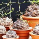 Dioscorea Elephantipes rare Testudinaria elephant foot yam Caudiciform 20 seeds