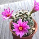 Mammillaria shumannii, exotic rare cactus seed 15 SEEDS Mammillaria shumannii, exotic rare cactus seed 15 SEEDS