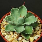 Agave potatorum cv. Kissho Kan rare garden succulent air plant bonsai 4" pot Agave potatorum cv. Kissho Kan rare garden succulent air plant bonsai 4" pot