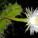 Harrisia guelichii, night blooming cereus cacti rare snake cactus seed 15 SEEDS