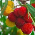 Strawberry Tree, ARBUTUS UNEDO exotic fruit rare flowering madroño seed 15 SEEDS