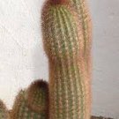 Haageocereus Versicolor cereus columnar cacti pilosocereus cactus seed 20 SEEDS Haageocereus Versicolor cereus columnar cacti pilosocereus cactus seed 20 SEEDS